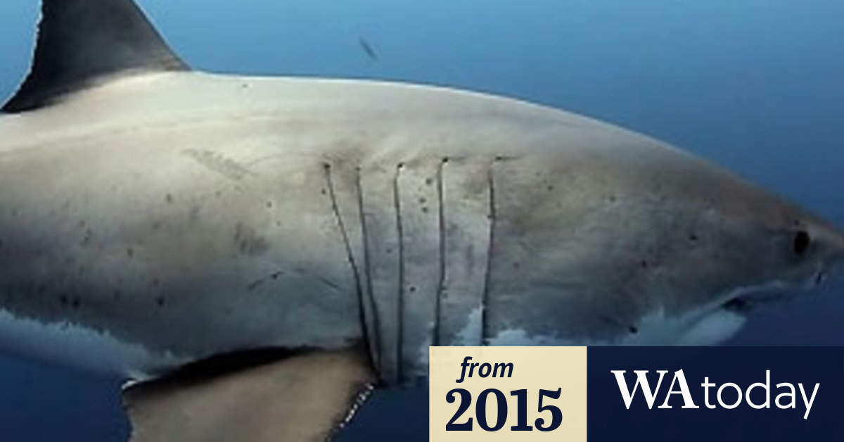 Timeline of shark attacks along the Western Australian coast
